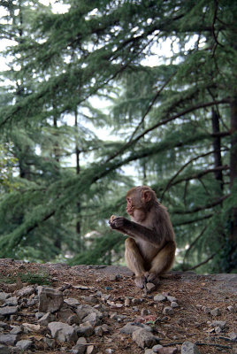 Baby Rhesus Macaque Eating