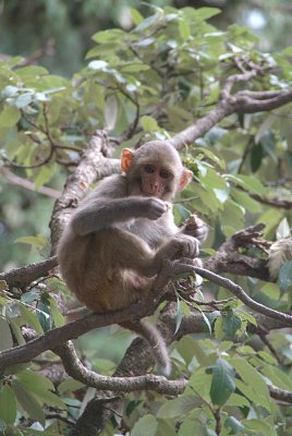 Baby Rhesus Macaque in a Tree 02