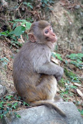 Baby Rhesus Macaque Looking 02