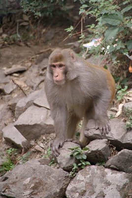 Male Rhesus Macaque