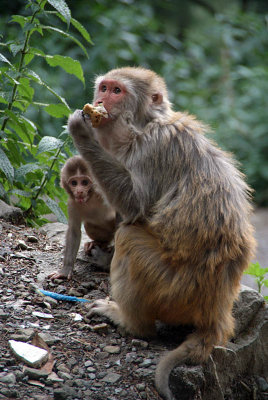 Mother and Baby Rhesus Macaque 02