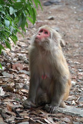 Old Female Rhesus Macaque 02