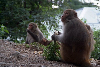 Rhesus Macaques Eating Scraps