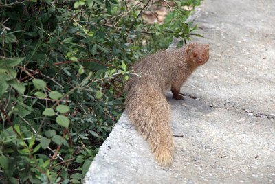 Mother Mongoose on the Road