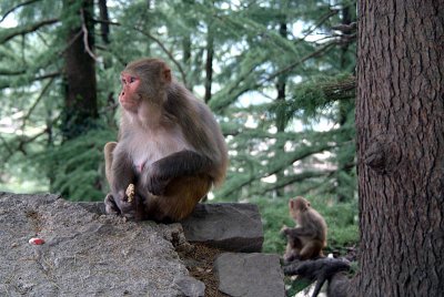 Rhesus Macaques Eating Scraps 02