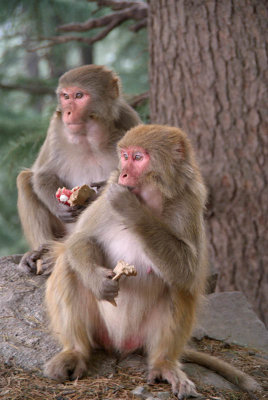 Rhesus Macaques Eating Scraps 07