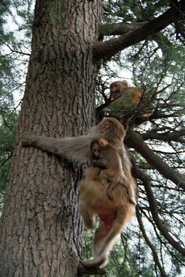 Rhesus Macaques in a Tree 02