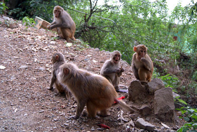 Scavanging Monkeys 09