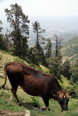 Cow Grazing near Triund