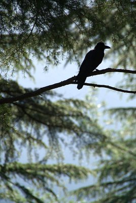 Crow in the Branches of a Pine Tree
