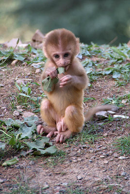 Baby Male Rhesus Macaque Eating a Leaf