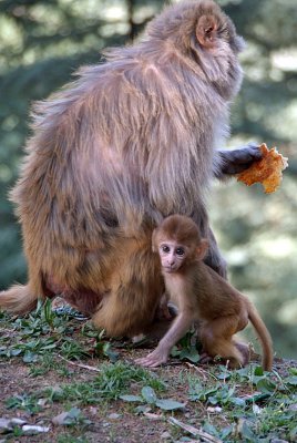 Baby Rhesus Macaque with Mother