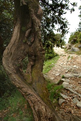 Olive Tree by the Path to Triund