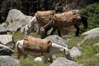 Pack Horses Grazing Near Triund