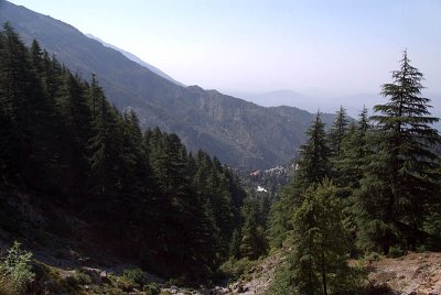 Pines Along the Way - Trek to Triund