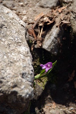 Small Purple Bloom between Rocks