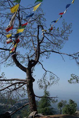 Tree with Tibetan Prayer Flags