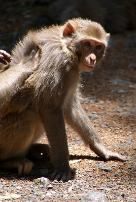 Rhesus Macaque Being Groomed on Path