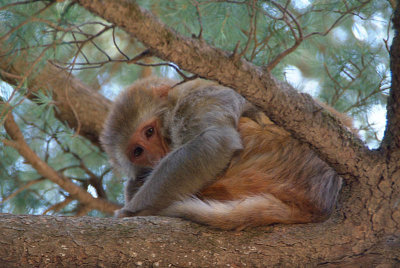 Rhesus Macaque in a Tree Looking Down