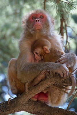 Rhesus Macaque Nursing Baby