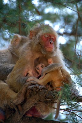 Rhesus Macaque Nursing Baby 02