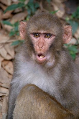 Young Rhesus Macaque with Food in Cheeks 09