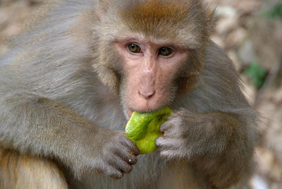 Rhesus Macaque Eating Mango