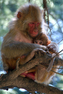Rhesus Macaque Nursing Baby 03
