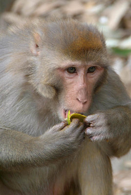 Rhesus Macaque Eating Mango 02