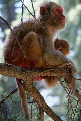 Rhesus Macaque with Baby in a Tree