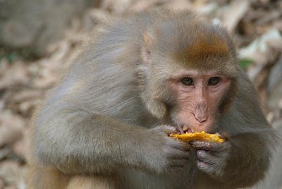 Rhesus Macaque Eating Mango 03