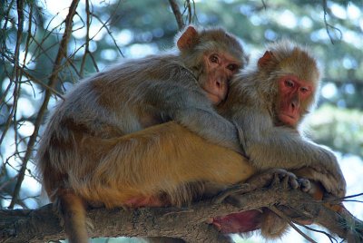 Rhesus Macaques Embracing in a Tree 01