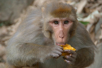 Rhesus Macaque Eating Mango 04