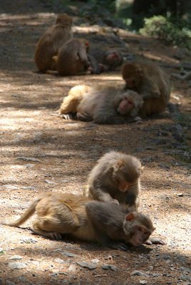 Rhesus Macaques Grooming on Path 03