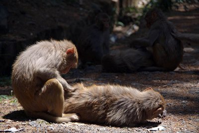 Rhesus Macaques Grooming on Path
