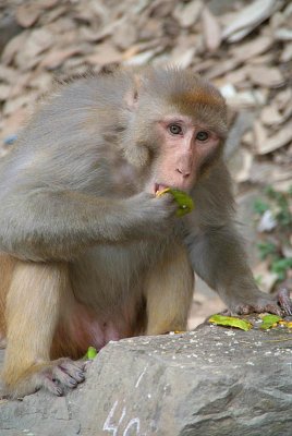 Rhesus Macaque Eating Mango 05