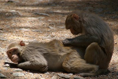 Rhesus Macaques Grooming on Path 04