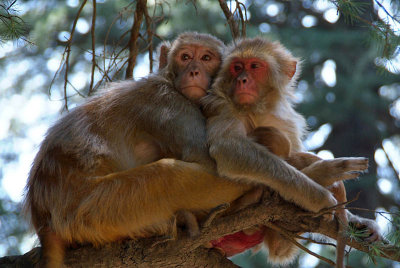 Rhesus Macaques Embracing in a Tree 02