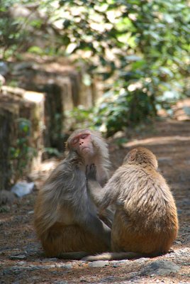 Rhesus Macaques Grooming on Path 05