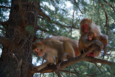Rhesus Macaques in a Tree Looking Down