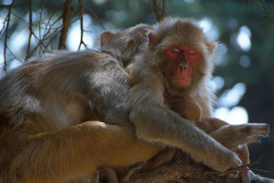 Rhesus Macaques Sleeping in a Tree 02
