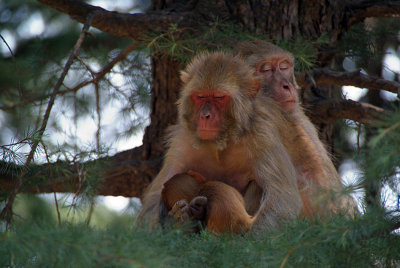 Rhesus Macaques Sleeping in a Tree