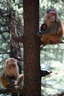 Three Rhesus Macaques in a Tree