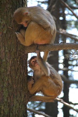 Two Rhesus Macaques in a Tree