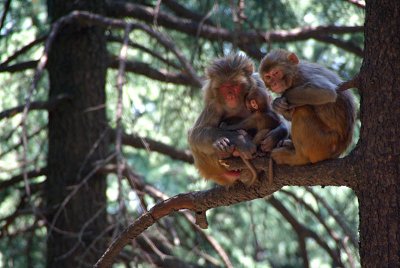 Three Rhesus Macaques in a Tree 02