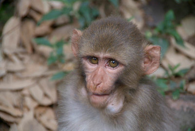 Young Rhesus Macaque with Food in Cheeks 01