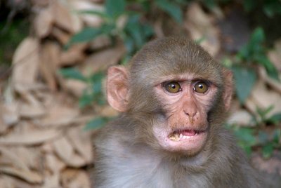 Young Rhesus Macaque with Food in Cheeks 02