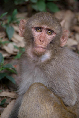 Young Rhesus Macaque with Food in Cheeks 03