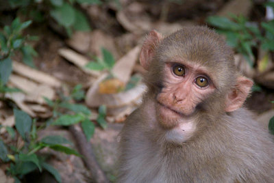 Young Rhesus Macaque with Food in Cheeks 04