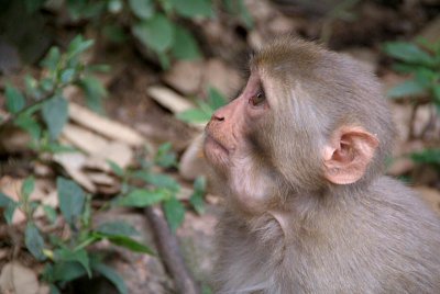 Young Rhesus Macaque with Food in Cheeks 05